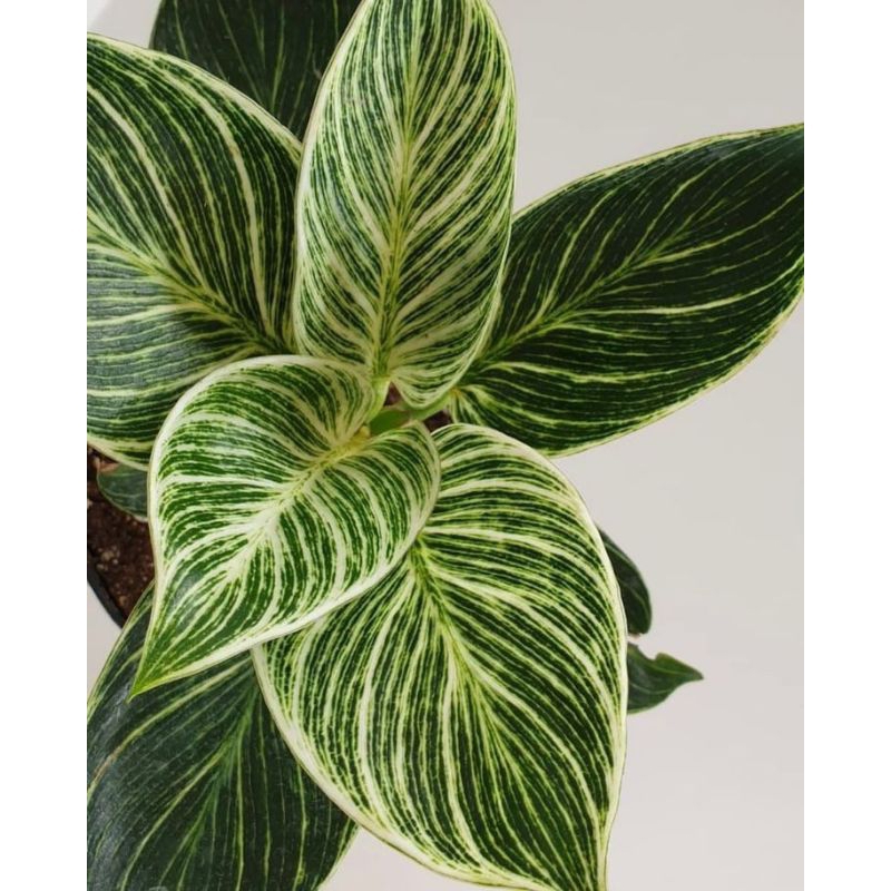 Bibit Tanaman Hias Philodendron Birkin