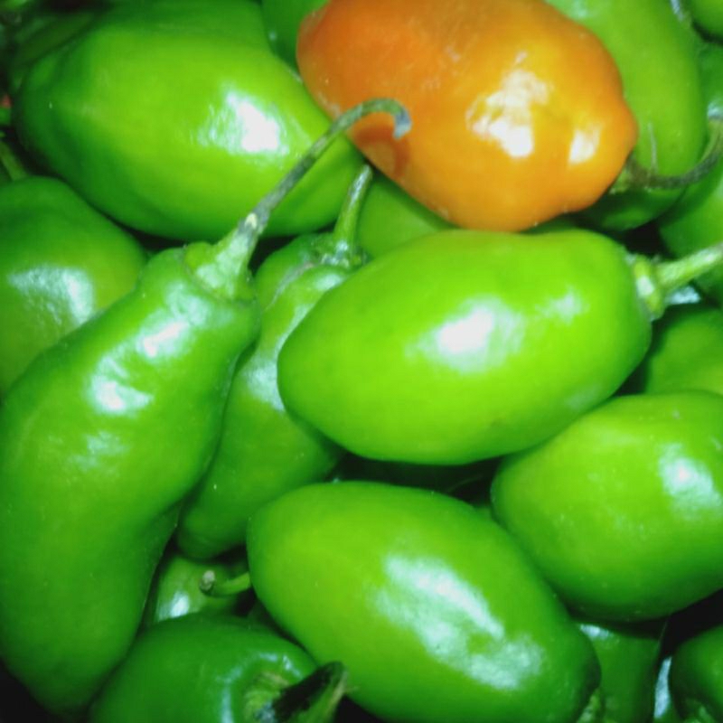Cabe Gendot Segar Isi 500gr - paket hemat buah/sayuran cabe gendot segar toraja