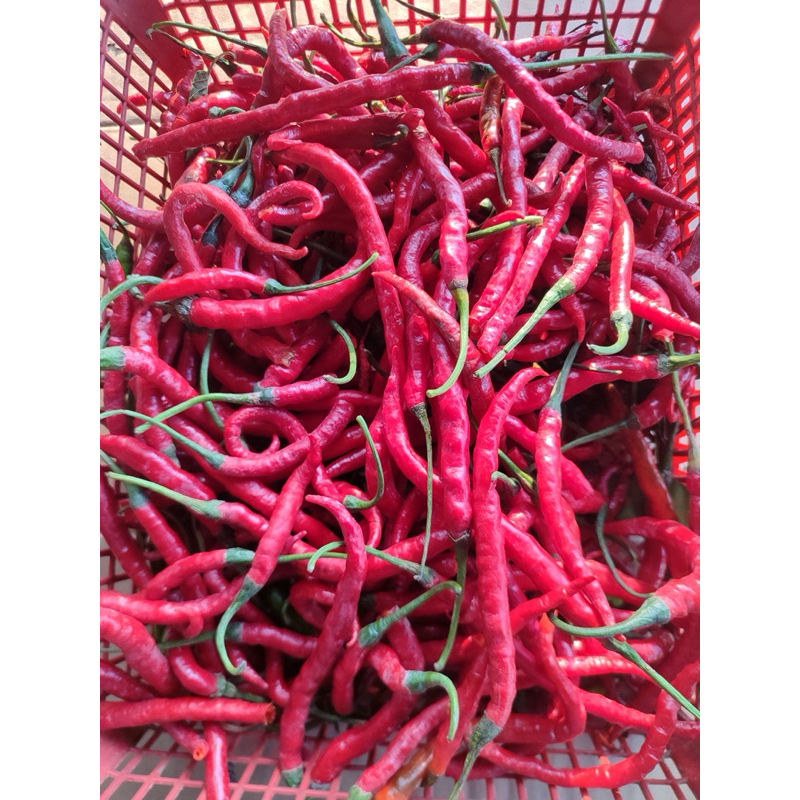 

PALEMBANG • cabe merah cabai merah cabai keriting cabe keriting sayur fresh Palembang sayur buah segar Palembang