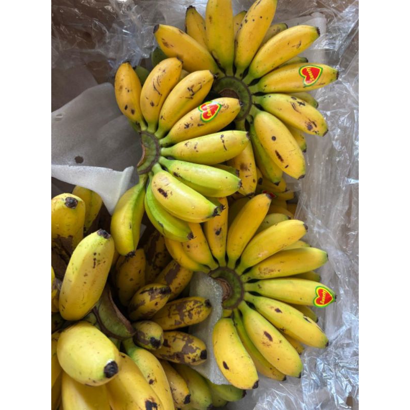 

Pisang Mas Harga Per Sisir