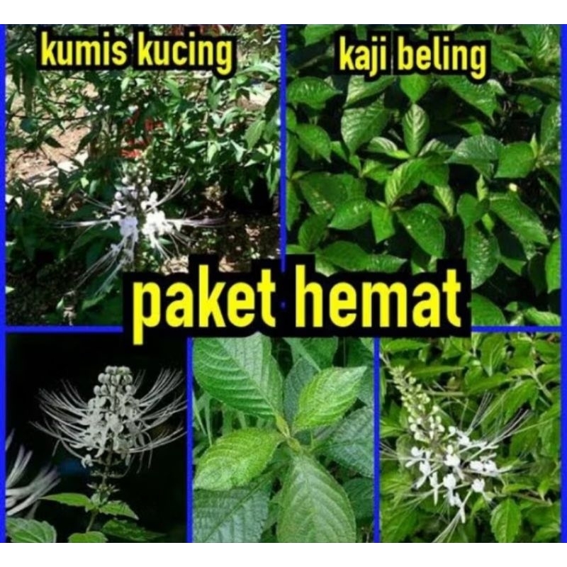 

PAKET HEMAT daun keji beling+kumis kucing 300 GRAM