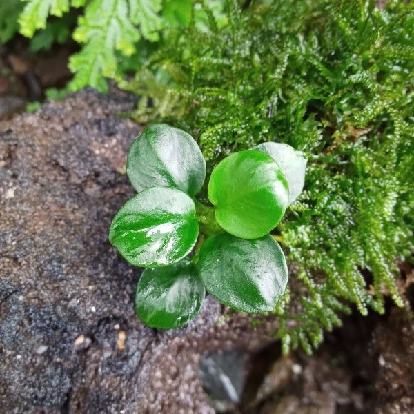 Tanaman Aquascape Anubias Black - Tanaman Aquascape Indonesia
