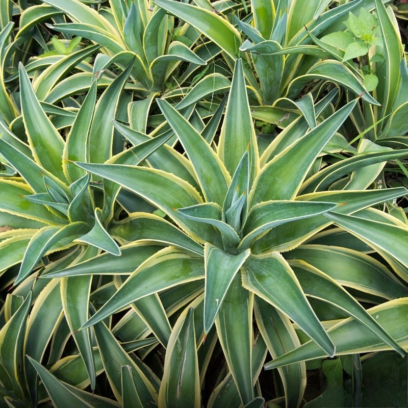 Tanaman Agave Garis Kuning / Agave Attenuata / Agape Garis Kuning / Siklok King / Agave Yellow Strip