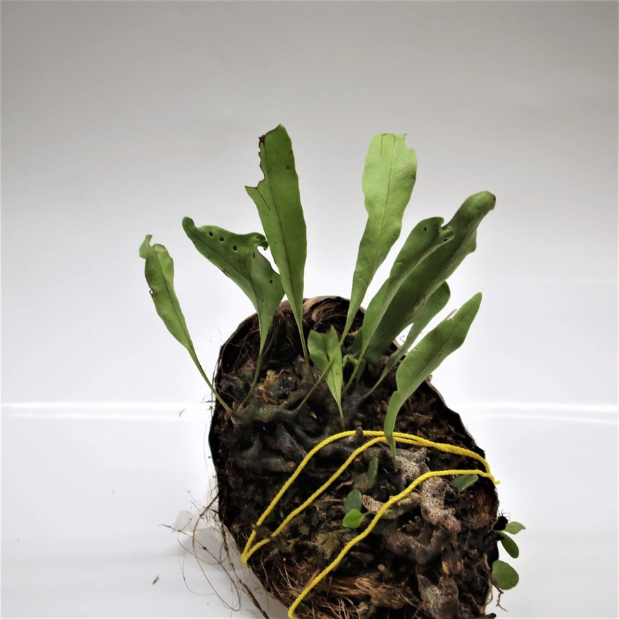 Tanaman Endemik Lecanopteris Sinuosa - Tanaman Endemik Indonesia