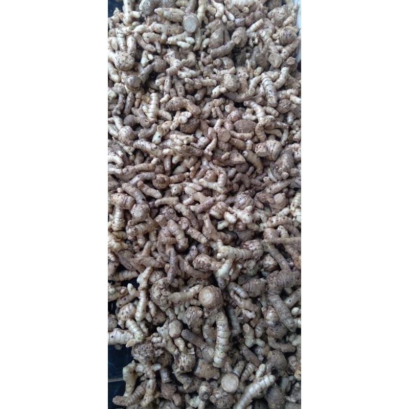 

PROMO TERLARIS OBAT HERBAL TEMU PUTIH,KUNYIT PUTIH SEGAR FRESS 500 GRAM