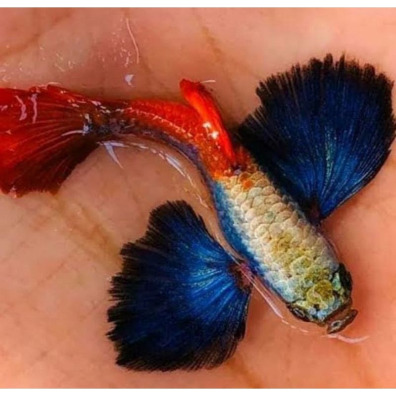 

(stiker)guppy prtde