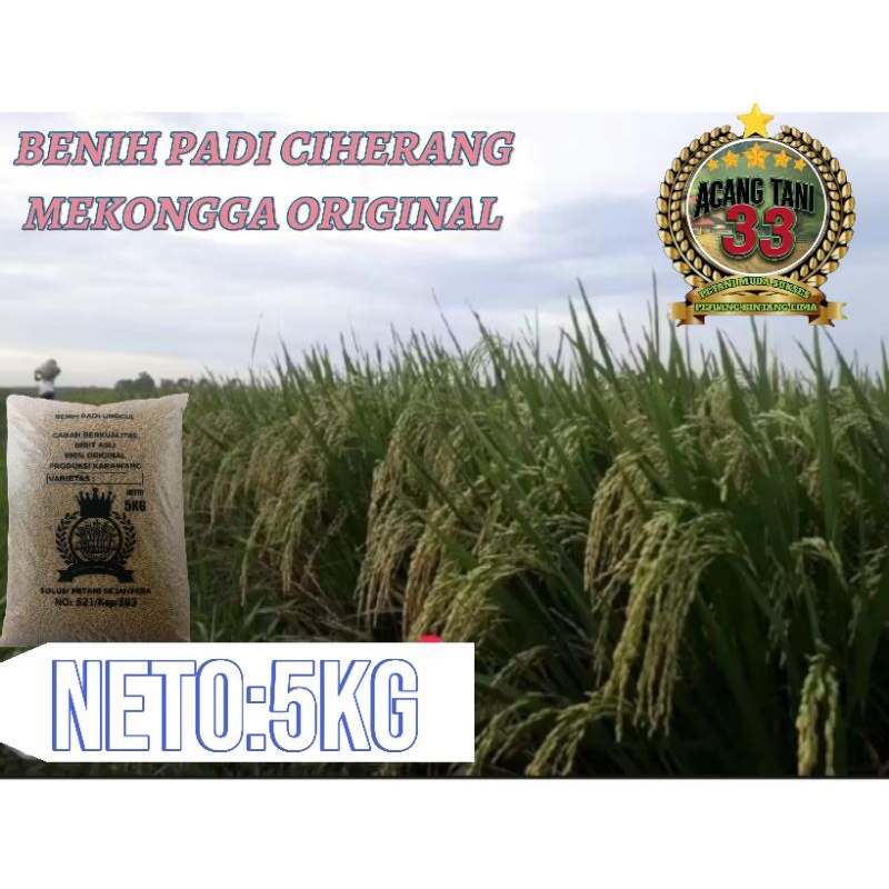 BENIH PADI CIHERANG MEKONGGA BERKUALITAS SUPER UNGGUL (5KG).