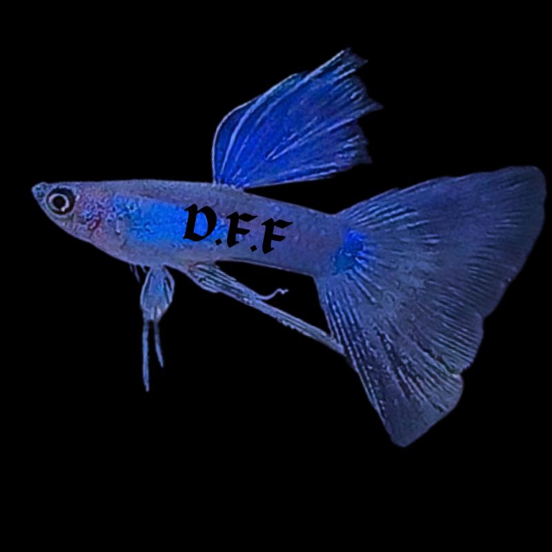 

kardus packing-blue m0scow ribb0n