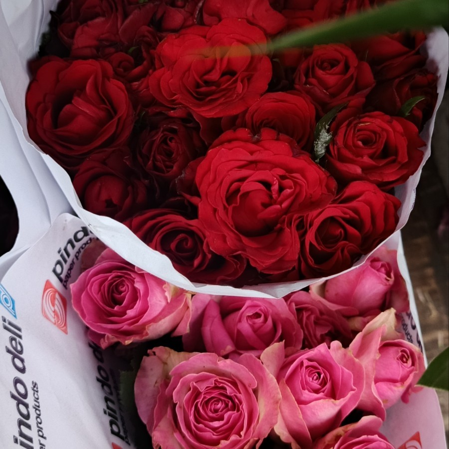 Bunga Potong Mawar 1 Tangkai Fresh Segar Hidup Rose Flower Mawar Merah Mawar Pink