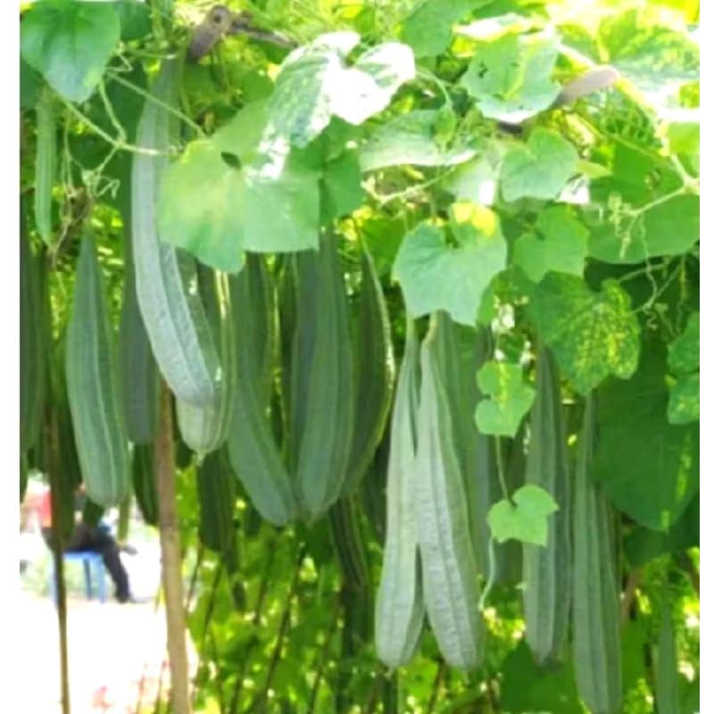 100 BENIH BIBIT GAMBAS/OYONG UNGGUL SUPER PANJANG