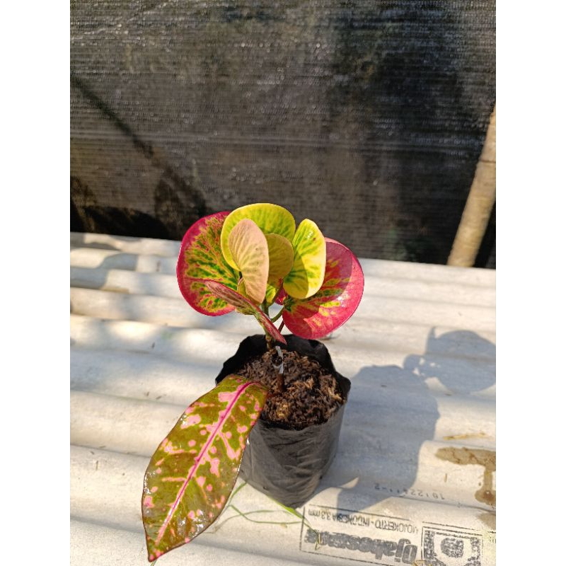 bibit tanaman hias bunga puring Apel Rehana Merah