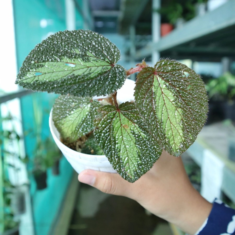 Tanaman Endemik Begonia Red Velvet - Tanaman Endemik Indonesia