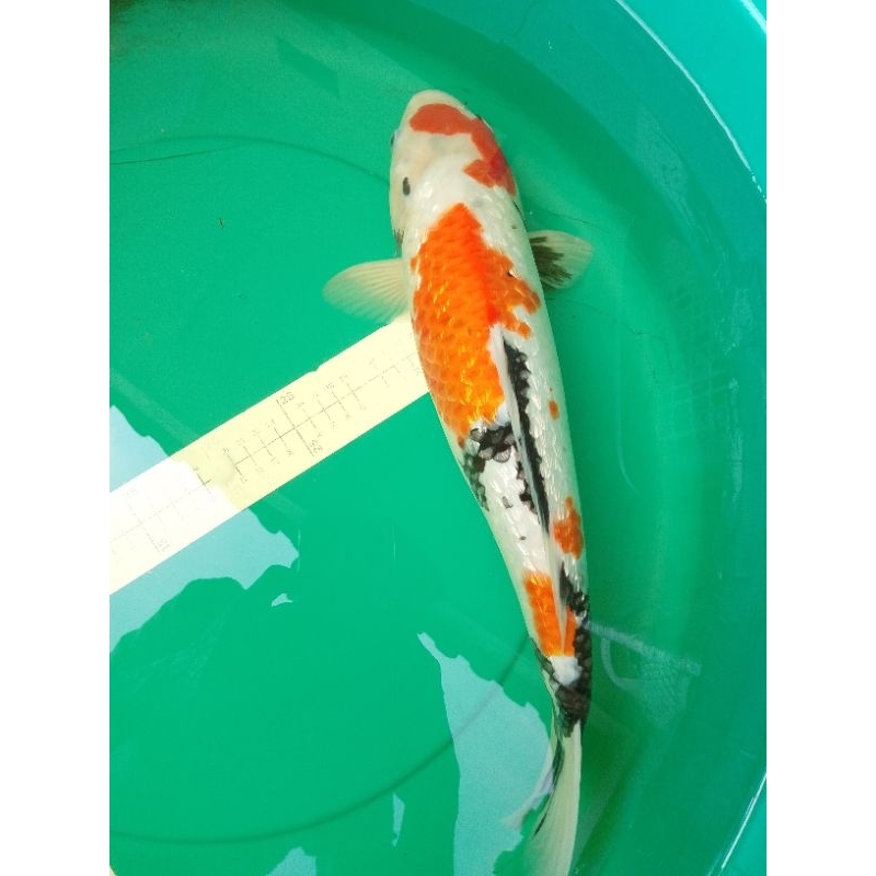 Ikan koi jenis SHOWA GINRIN 46cm bagus