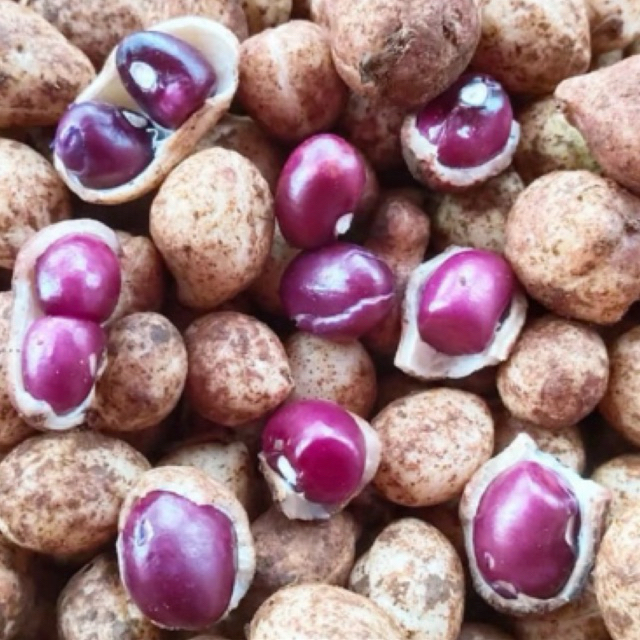 

KACANG BOGOR MENTAH 1KG/KACANG KAPRI 1KG/KACANG POI/KACANG POLONG BOGOR FRESH/KACANG POLONG BOGOR MURAH/KACANG BOGOR MENTAH 1KG MURAH/KACANG KAPRI MURAH/MAKANAN JADUL/MAKANAN LANGKA/MAKANAN SEHAT/KACANG REBUS MENTAH/KACANG POI