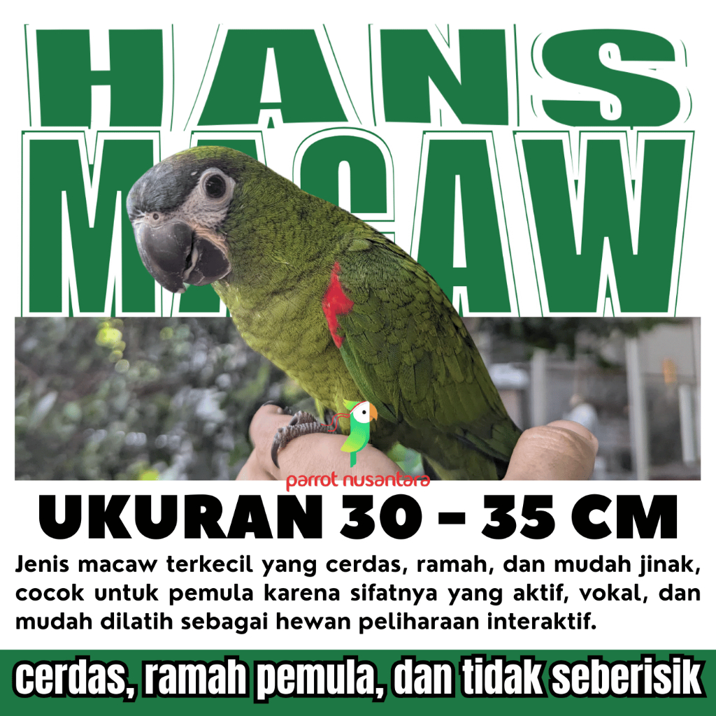 Hans Macaw Jinak - Parrot Macaw Kecil,  Burung cocok untuk pemula, harga terjangkau, serta cerdas