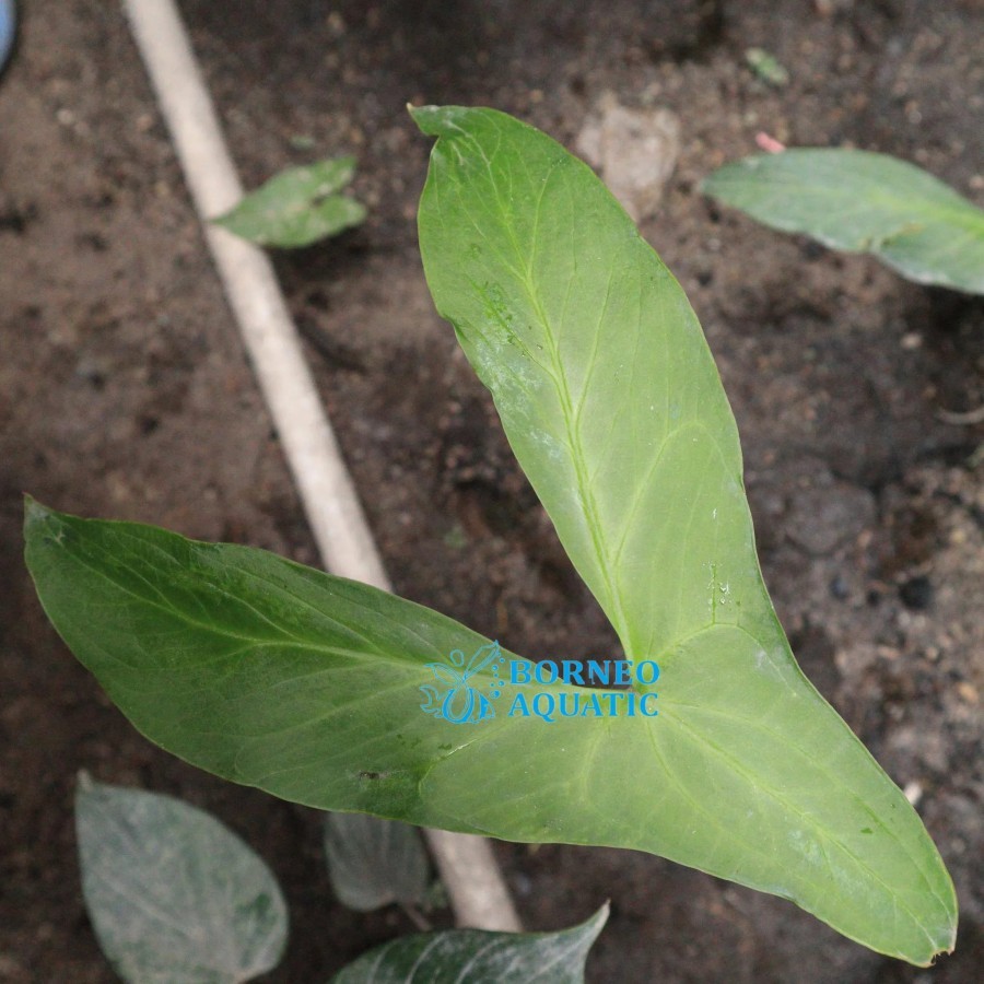 Tanaman Endemik Cyrtosperma Cuspidispathum - Tanaman Endemik Indonesia