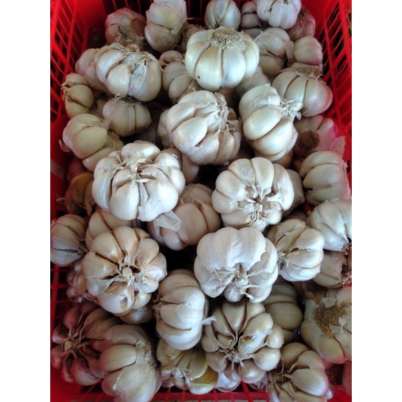 

Bawang putih pilihan 500gr