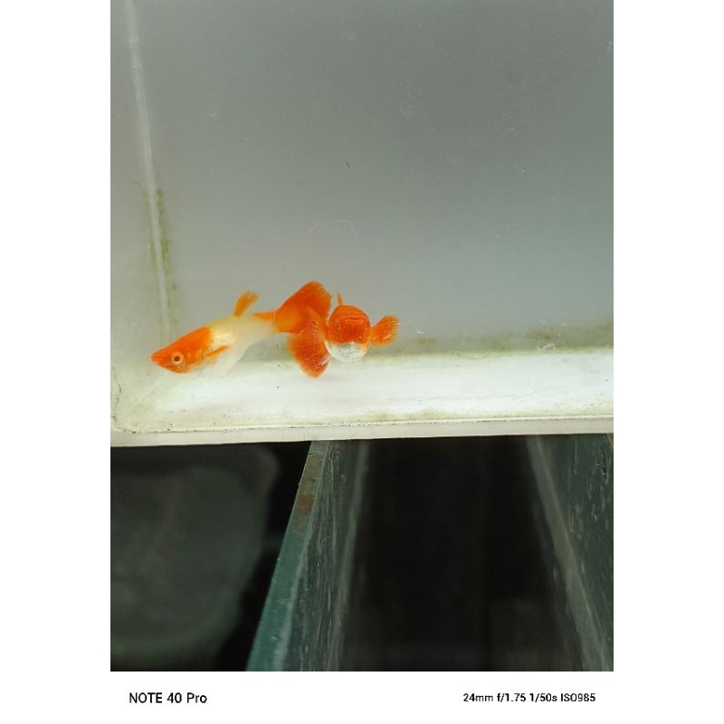 Paket 4 Pakan Guppy betina albino koi red ear mutasi belum sempurna 2 ekor ( 1 ekor semi king koi re