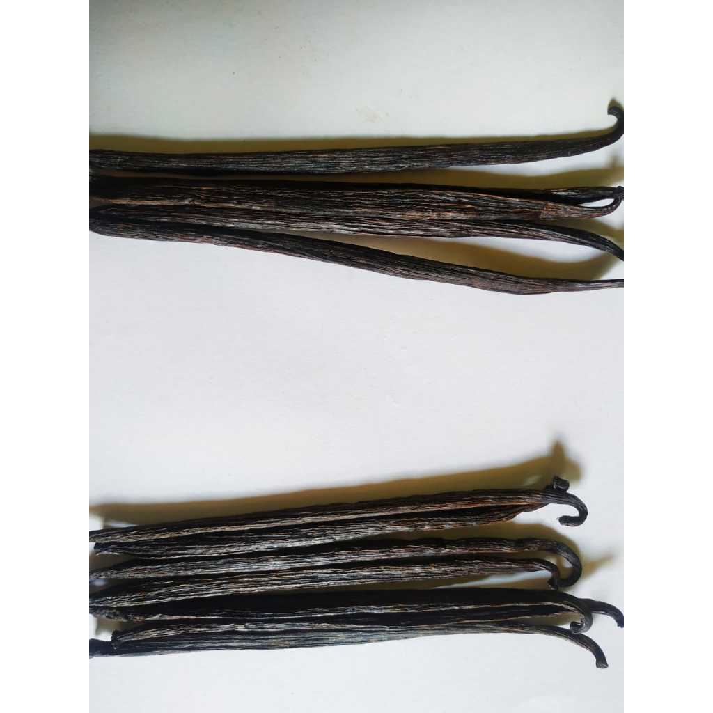 

Vanilla Tahitensis 16-17 cm Grade A 10 Gram