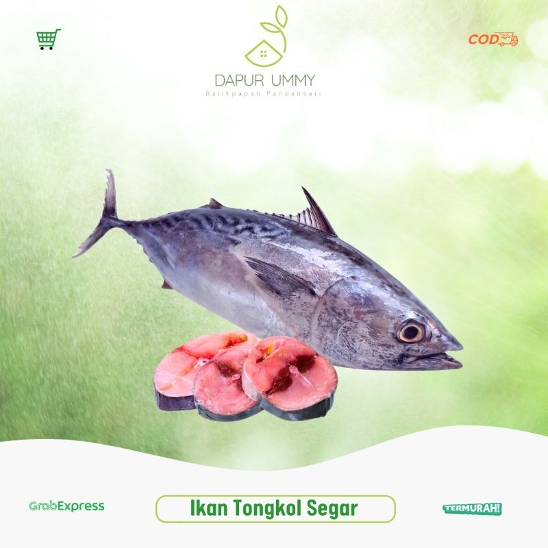 

TONGKOL • Ikan Tongkol Segar 1kg