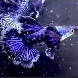 STICKER GUPPY PUPREL DRAGON DUMBO EAR 1PAIR