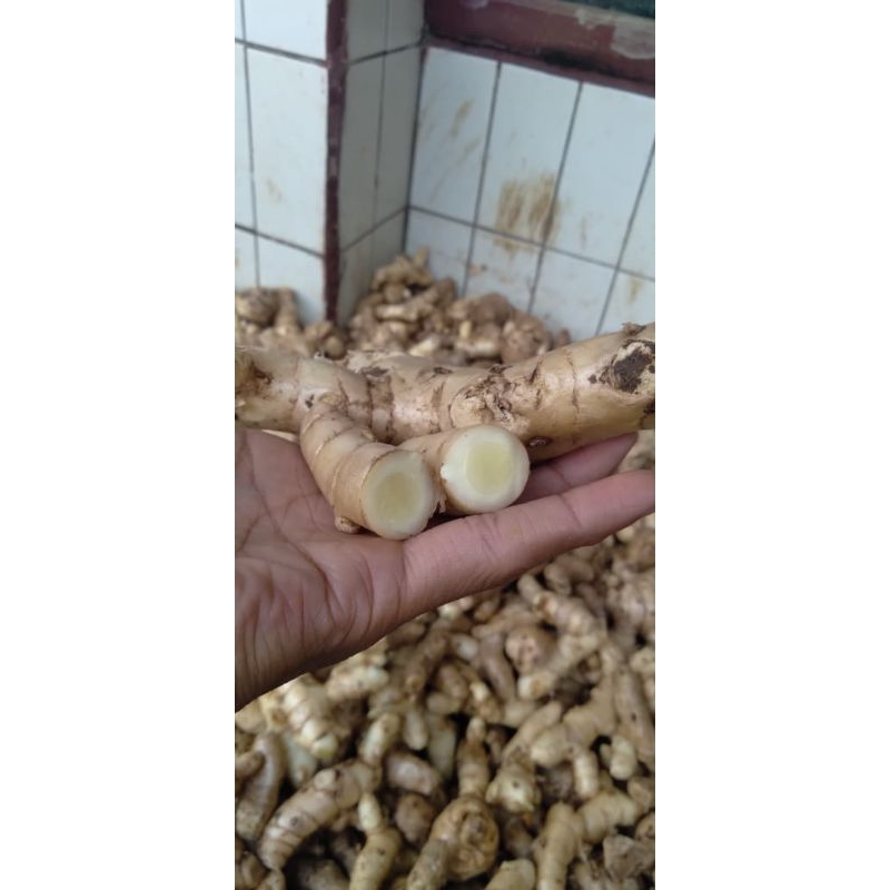 

PROMO COD Kunyit putih / temu putih segar 1kg fress