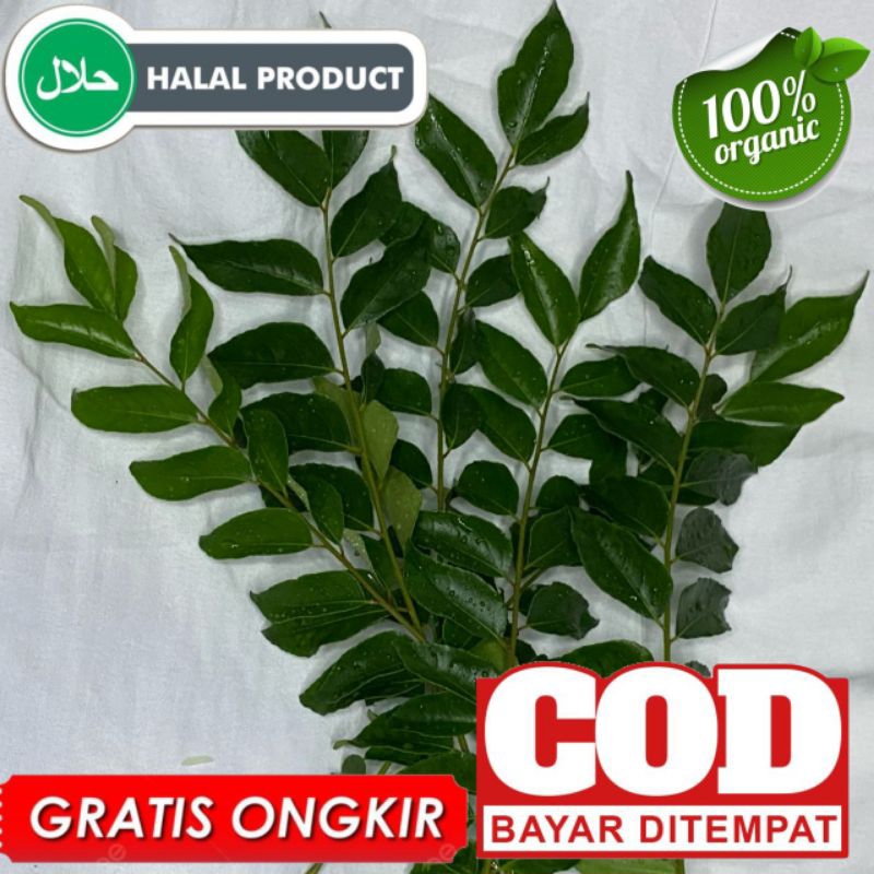 

daun kari kering