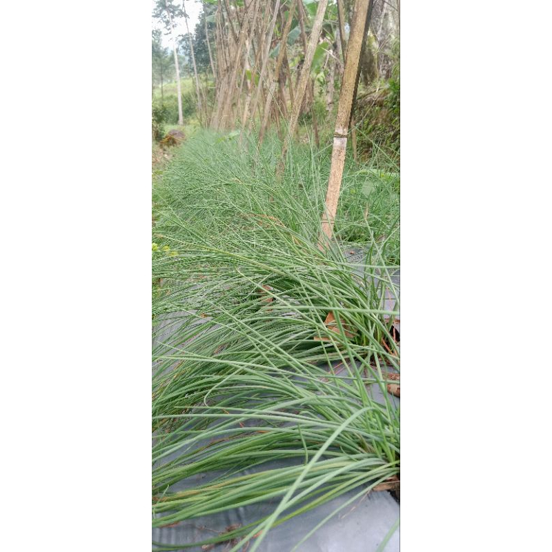 

kucai atu lekio /250 gram