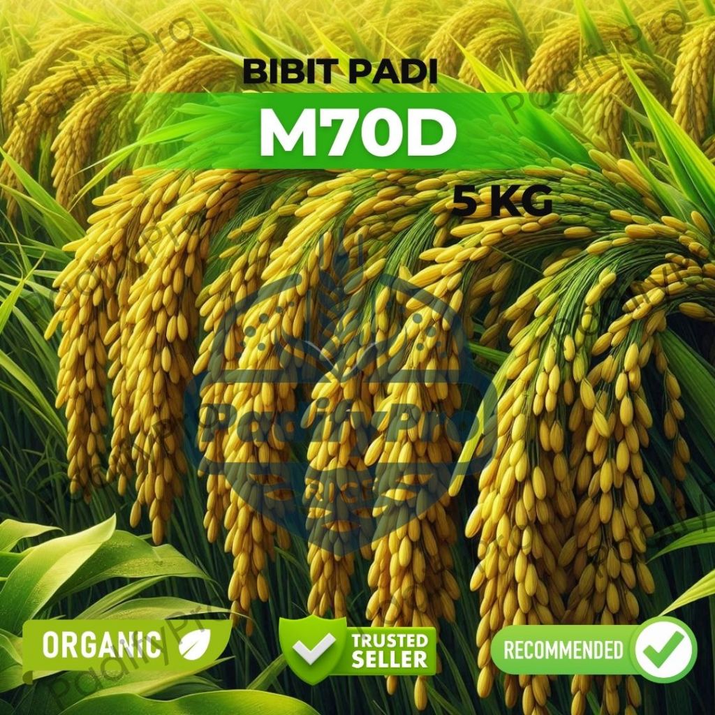 

Benih Padi Unggul M70D Tahan Wereng Produktivitas Tinggi Kemasan 5Kg