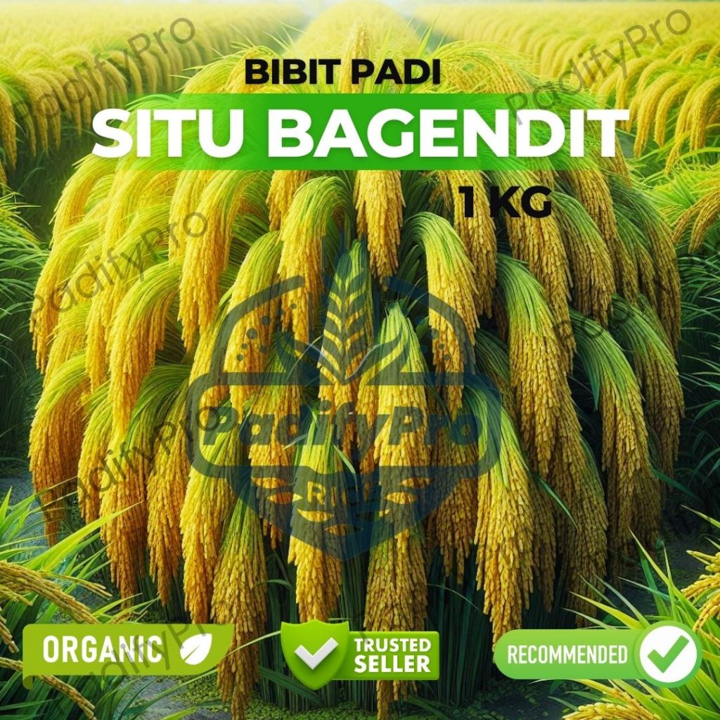 

Benih Padi Situ Bagendit Unggul Cepat Panen Tahan Hama 1Kg