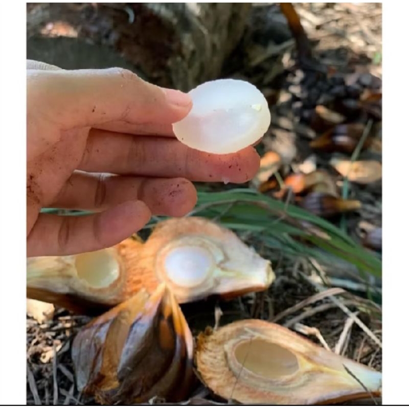 

Buah nipah/buah dahon kupas fress 500gr,200gr ,