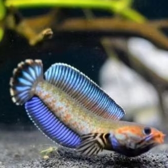 CHANA ANDRAO/DWARF SNACKHEAD