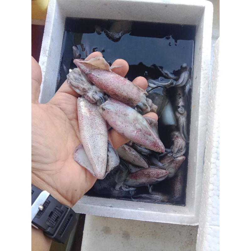 

Cumi-cumi segar/frozen food