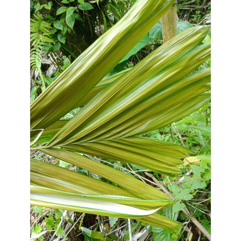 

Daun.salak.muda untuk per500g