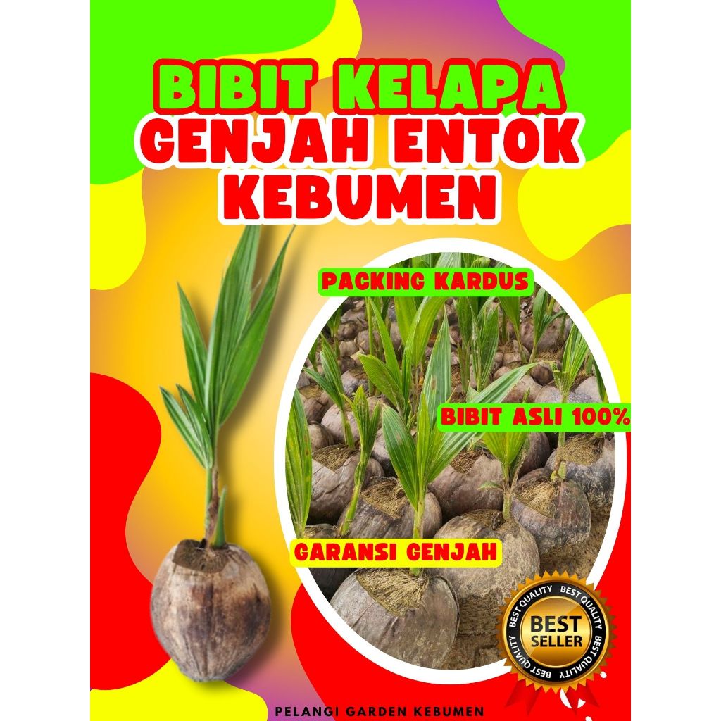 CEPAT BUAH..  Benih Kelapa Hijau Hibrida Pendek, Benih Kelapa Hibrida Hijau Pendek, Benih Kelapa Hib