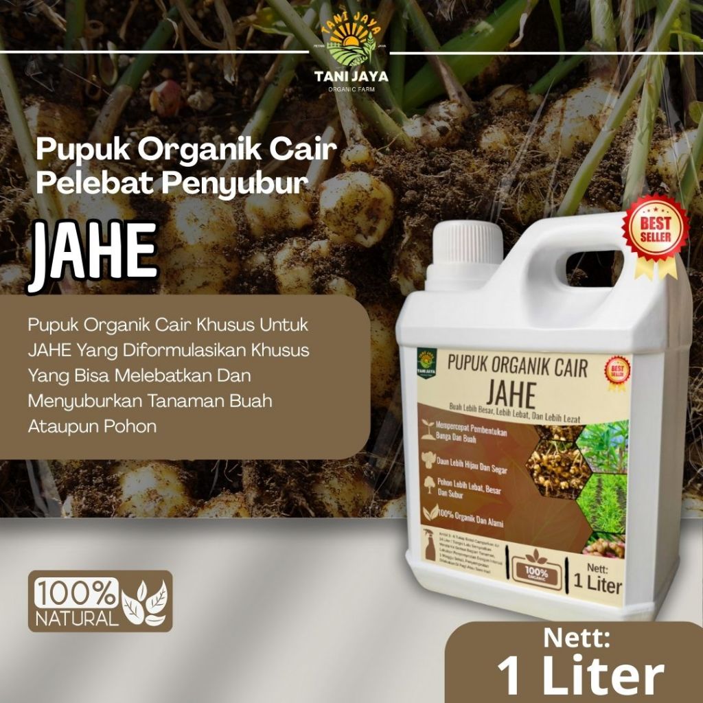 Pupuk Jahe Pelebat Rimpang Booster Jahe Penyubur Pelebat Rimpang Jahe Cepat Berbuah Besar Dan Lebat