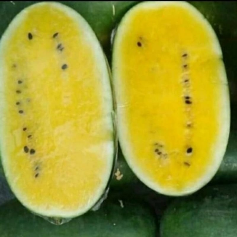 biji benih semangka inul kuning unggul | MURAH isi ( 500 ) biji