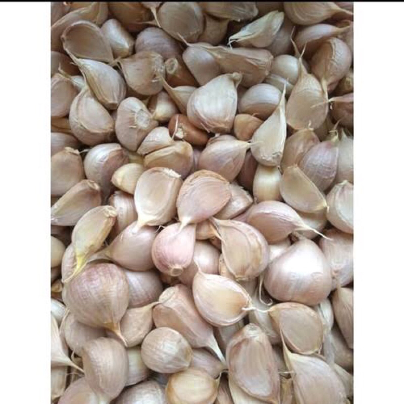 

Bawang putih Kating