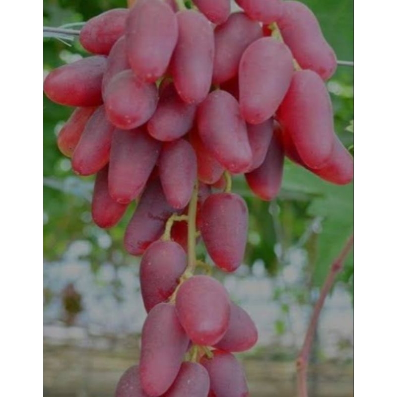 

anggur import varian anuta