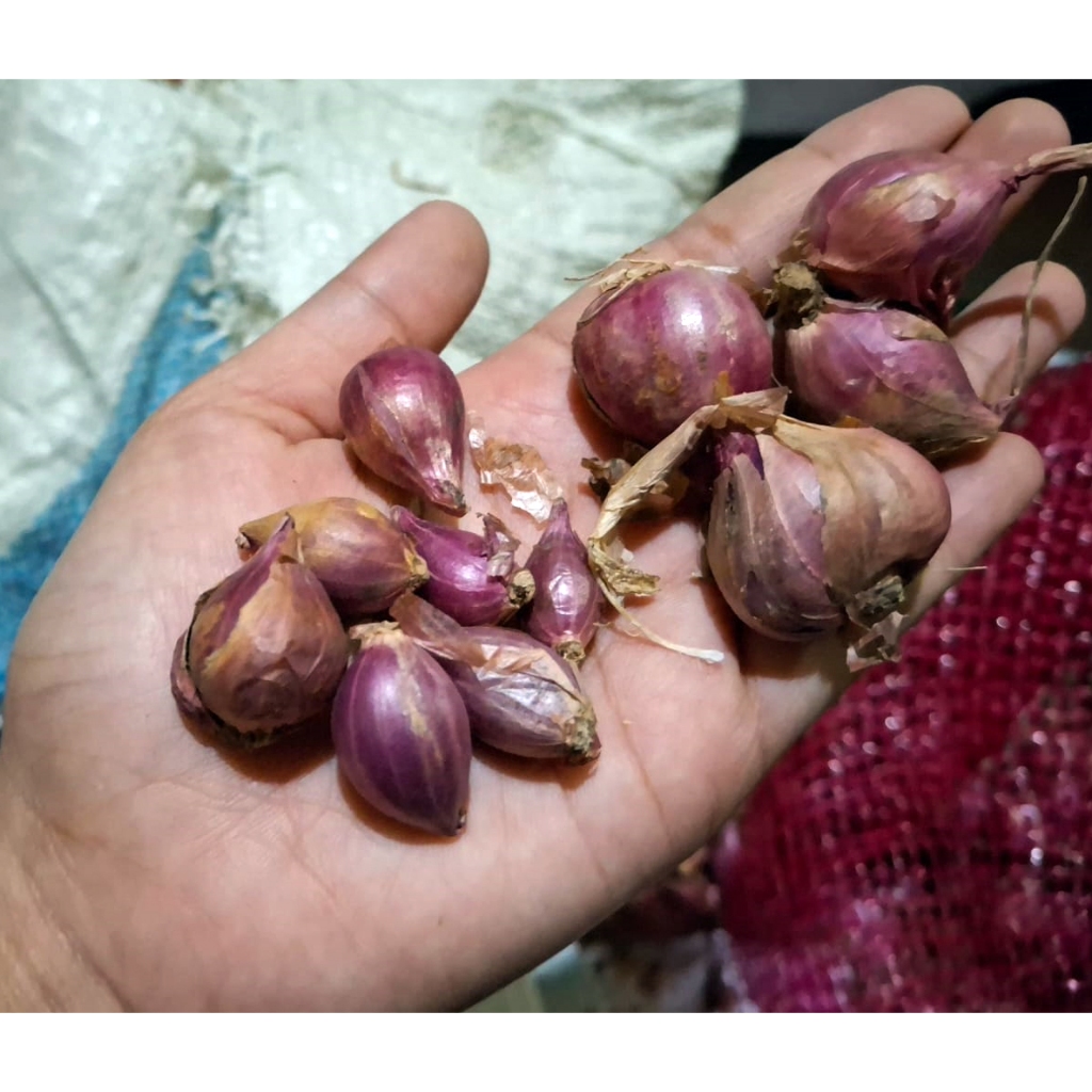 

Bawang Merah Berkualitas 250 gr Fresh Petani Lokal