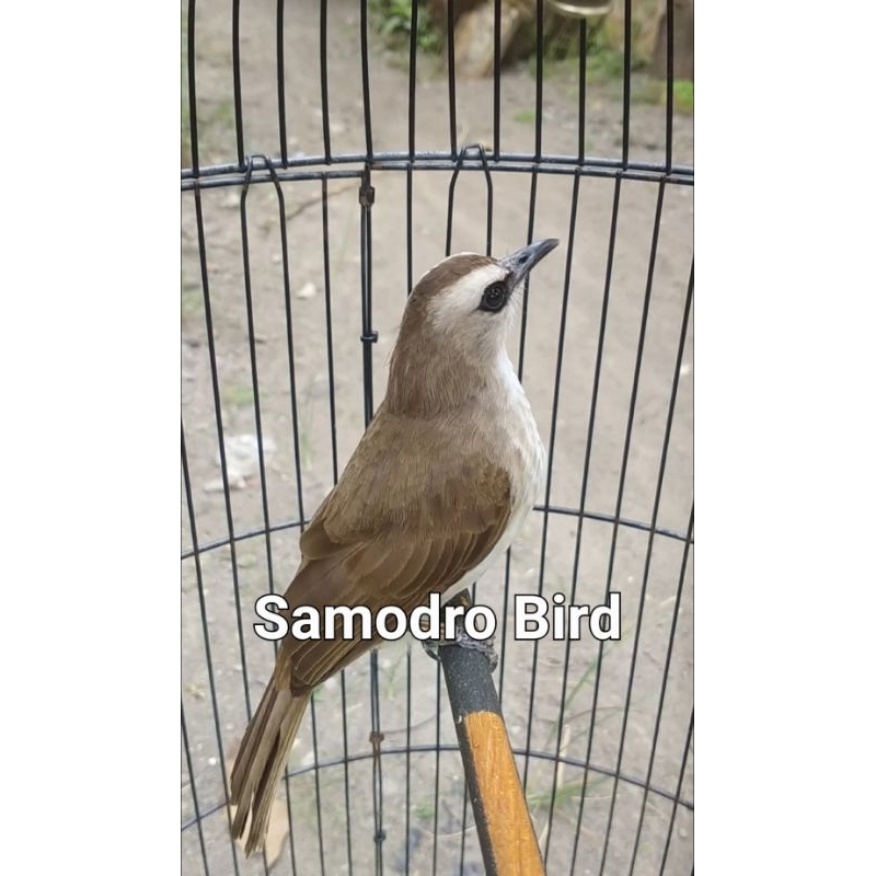 Burung Trucuk Kebo bahan rawatan ( bukan ombyokan)