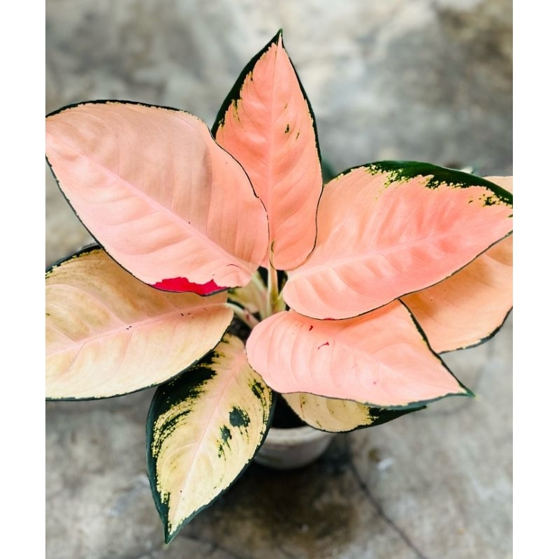 Tanaman Hias Aglonema Monalisa - tanaman hias hidup aglonema