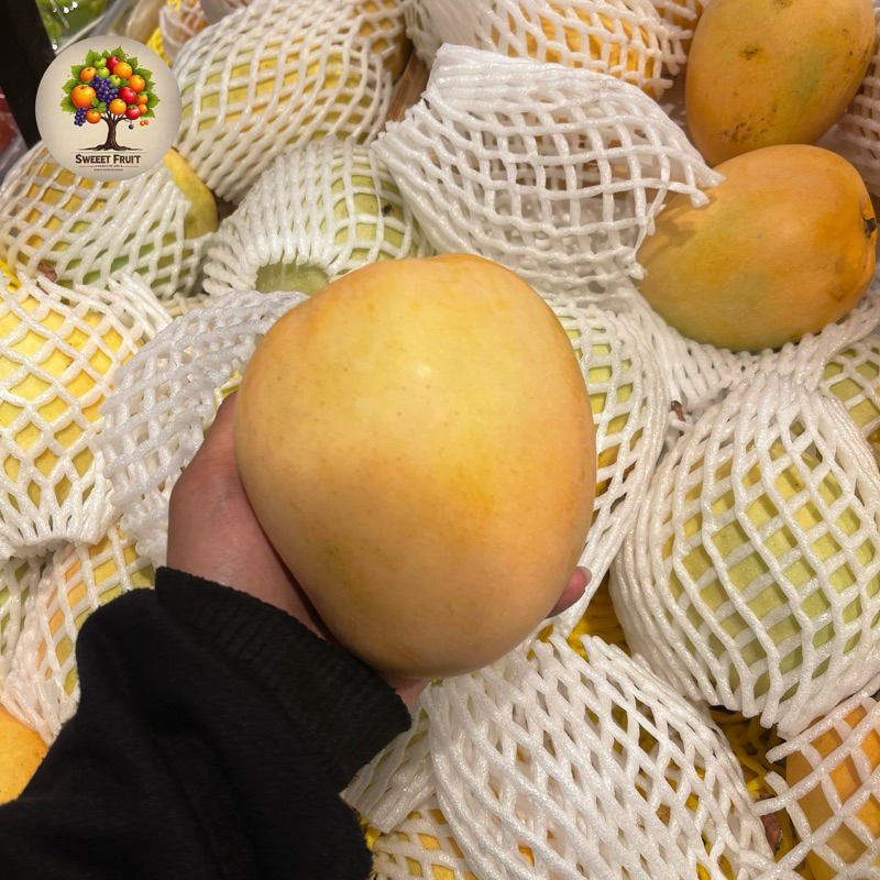 

Mangga Thailand golden Super Jumbo Fresh 1 kg
