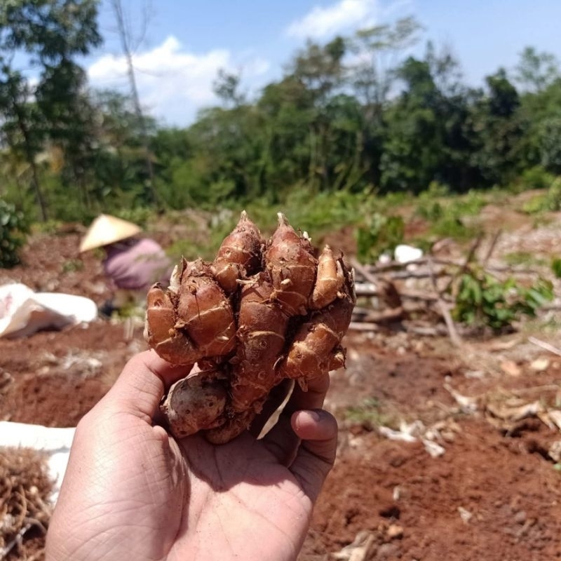 

KENCUR asli dari lereng gunung muria fressh berat 1kg dan 2kg