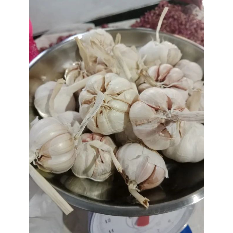 

Bawang putih biasa