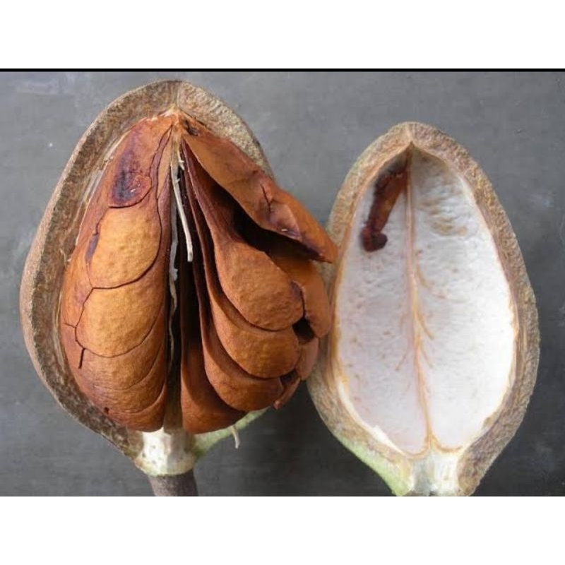 

buah mahoni ,isi 5 buah