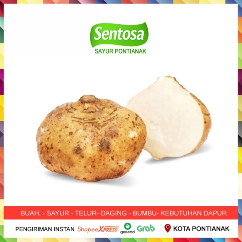 

Bengkoang 500 gram Sentosa Sayur Pontianak