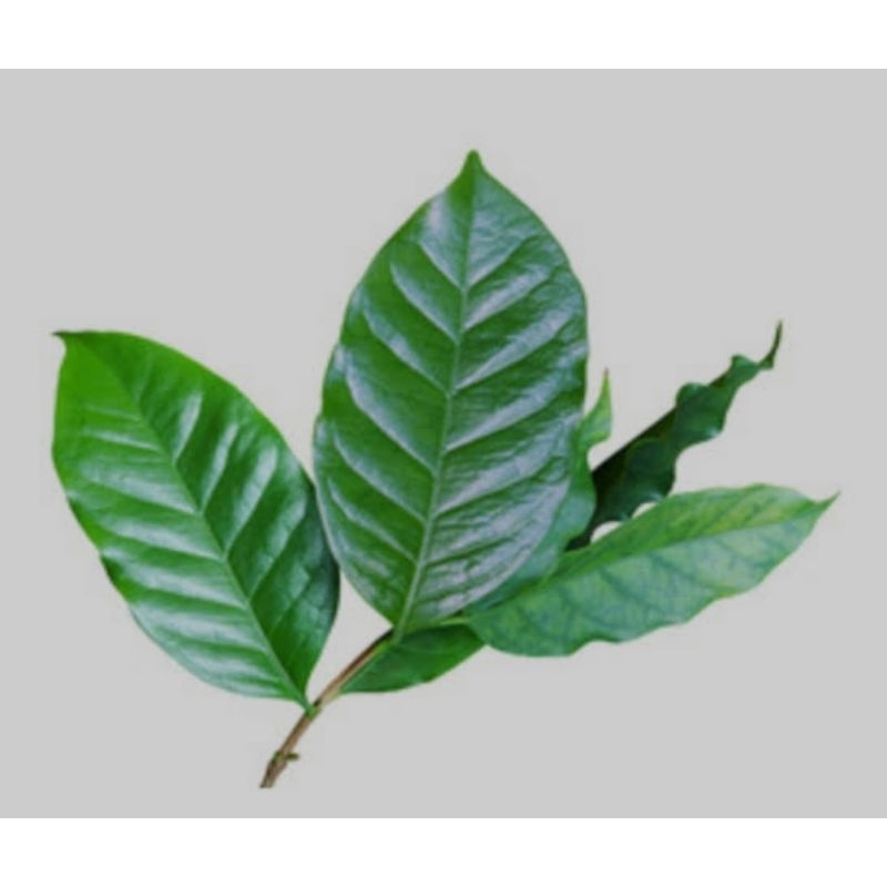 

daun kopi segar/isi 50pcs pilihan terbaik redii siap kirim