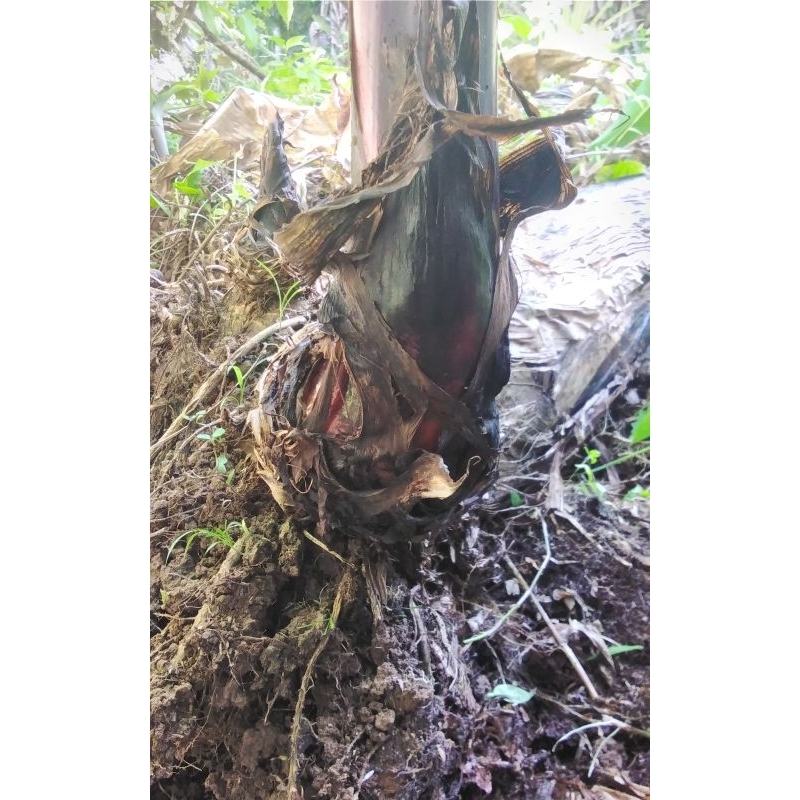 

Bonggol Pisang Ambon | Diameter 15-20 Cm.