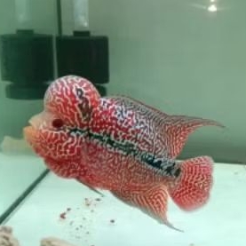 New Stok (Red Line) CENCU/SRD IndoBurayak Louhan Mutiara